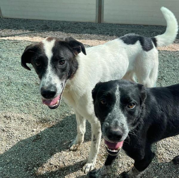 Valzer vi attende per ballare tutta la vita con lui Foto 7